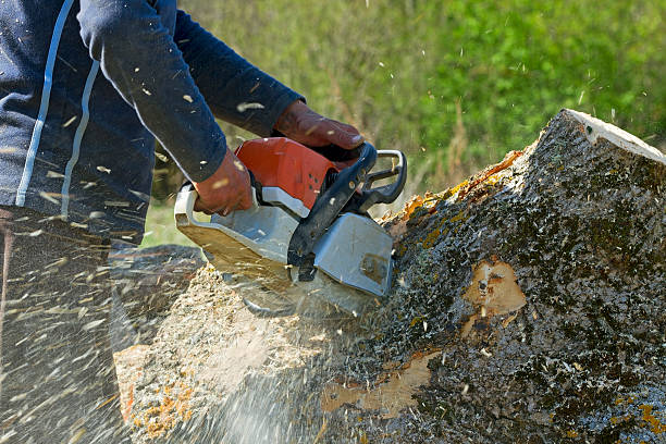 Campton Hills, IL Tree Service Company